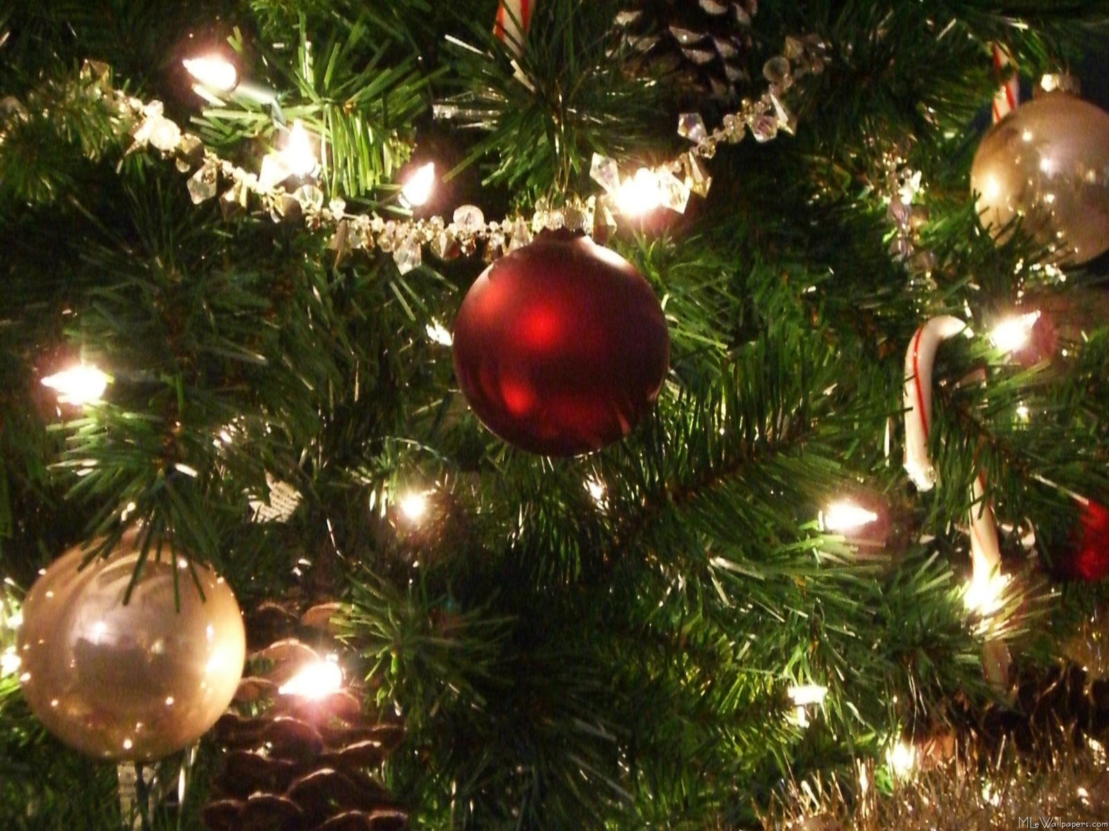 Christmas Tree Sho Pictures Wallpapers